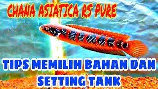 ASIATICA RS PURE  tips memilih bahan dan setting tank [upl. by Aseefan]