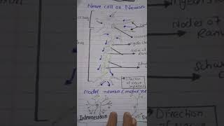 structure of nerve cell or neuron  Motor neuron  sensory neuron interneurons [upl. by Isabelita]