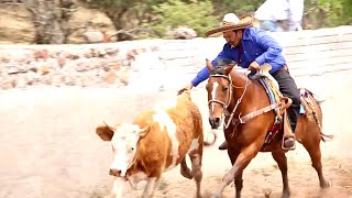 ASI SON LOS COLEADEROS DE EL PORVENIR JEREZ ZACATECAS MEXICO [upl. by Scornik]