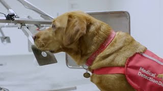 Dogs Can Smell Cancer  Secret Life of Dogs  BBC Earth [upl. by Norrehc]