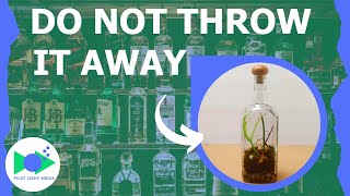 BUILD A TERRARIUM INSTEAD  Recycle Your Food and Beverage Containers [upl. by Eronaele]