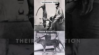 Unveiling the Mystery The Tasmanian Tigers Secret Life [upl. by Ardenia139]