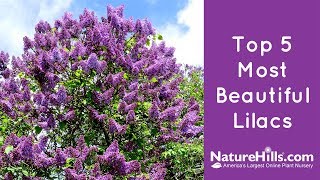 Top 5 Most Beautiful Lilacs  NatureHillscom [upl. by Welton]