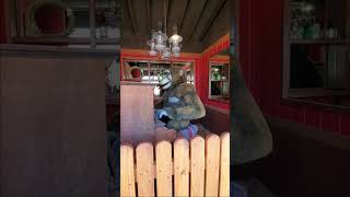 ANIMATRONIC  WALL DRUG [upl. by Andreas]