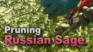 Tame Russian Sage – Trim Back Vigorous Growth [upl. by Eugaet211]