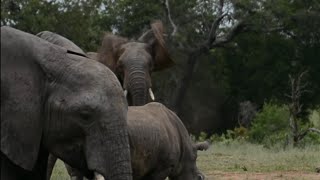 Elephants amp Rhinos at waterhole Complete harmony [upl. by Alleunamme]