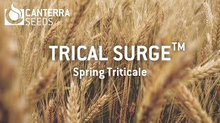 TriCal Surge™  Spring Triticale in Manitoba [upl. by Marice365]