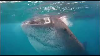 Whale shark makes gulp sound drinking water [upl. by Hajidak623]