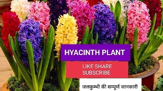 How To GrowCare Hyacinth Plant जलकुम्भी की सम्पूर्ण जानकारी पतझड़ में लगाए सदाबहार पुष्प 🔥 [upl. by Sarazen]