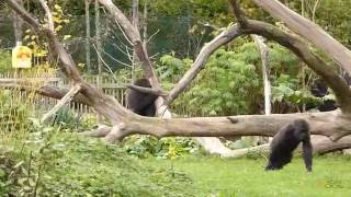 Gorillas and mangabeys enrich each other’s life at Dublin Zoo [upl. by Okechuku]