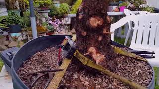 Bonsai  Travail sur un épicéa glauca conica [upl. by Carson]