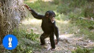 Cuddly Baby Chimpanzees  Cutest Compilation [upl. by Enoj]