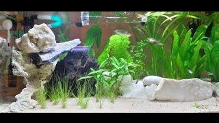 Allestimento acquario dolce tropicale 60 litri semplice e veloce [upl. by Pinchas180]