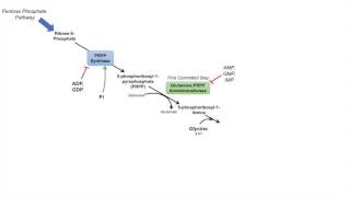 Purine Synthesis and Salvage Pathway [upl. by Prober]