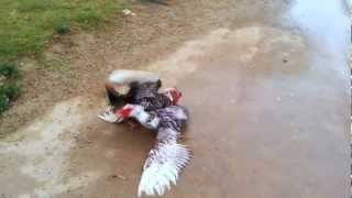 DUCK GETS OWNED  Epic Duck Fight [upl. by Turne]