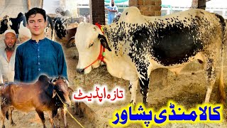 Nasirpur Kala Mandi Peshawar latest updates  Maweshi Mandi Peshawar Pakistan [upl. by Heidt96]