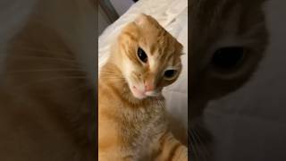 Just Orange Cat Behavior 🐈 cat shorts funnycat [upl. by Lesoj291]