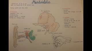 Mastoiditis etiology and pathogenesis Ear and Temporal bone anatomy [upl. by Jeddy479]