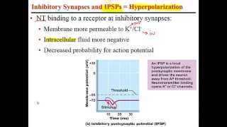 Chapter 11 Lecture C Synapses Neurotransmitters and their effects Reflex Arc [upl. by Theola]