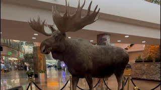 Stuffed Alaskan Moose in Anchorage Airport 1030 moose exhibition anchorage airport [upl. by Annol]