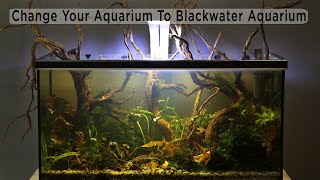 Change To Blackwater Aquarium  Biotope Aquascape [upl. by Lawry]