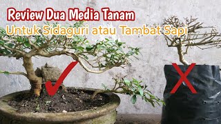 Media Tanam Untuk Sidaguri atau Tambat Sapi Sida Rhombifolia [upl. by Koblas36]