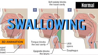 Normal swallowing process Animation [upl. by Emyam]