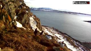 Puffins and friends at Hornøya Varanger Norway [upl. by Jaehne409]