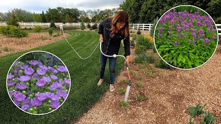 Planting a Bunch of Perennials amp a Few Dahlias 😁💜🌿  Garden Answer [upl. by Derron971]