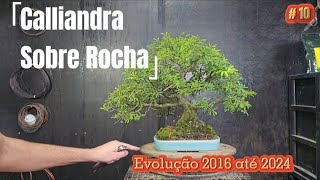 Bonsai de Calliandra sobre rocha evolução de 2016 as 2024 [upl. by Bilicki]