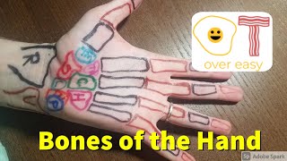 Bones of the Hand and How to Palpate Them [upl. by Dunham967]