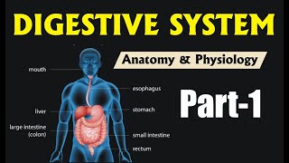 ANATOMY amp PHYSIOLOGY OF DIGESTIVE SYSTEM  PART1  GPAT2020  RAILWAY PHARMACIST  NIPER [upl. by Inej511]