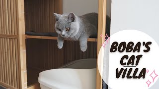 British Shorthair Kittens Cat Villa  Chubby Boba Cat [upl. by Hughie]