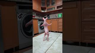 ÇİRKİN KEDİCİK🤣 kedi müzik tiktok çocuk dans şarkı shortvideo funny cute cat youtube [upl. by Rosena788]