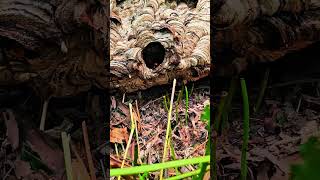 Giant hornet nest on the ground nature shorts bee [upl. by Duahsar]