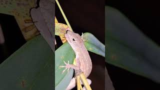 Anole lizard attacks wasp viralvideo lizard wasp shorts [upl. by Yager661]