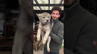 AİLEMİZİN YENİ ÜYESİ KURT BÖRÜ wolfdog czechoslovakianwolfdog [upl. by Ddene245]