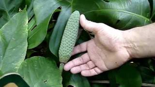 How to tell Monstera deliciosa from Philodendron bipinnatifidum [upl. by Ahsiak116]