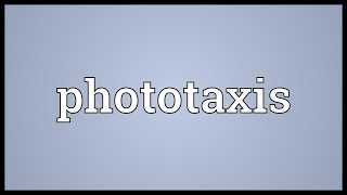 Phototaxis Meaning [upl. by Yadsendew]