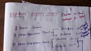 Somatosensory System Part 1 [upl. by Ordep]