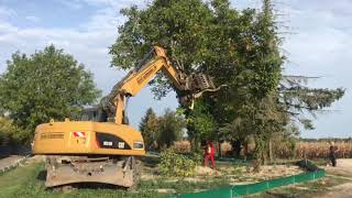 1210 Forst schmieder fällt bäume für eine Gasleitung im dietenbach Wald in Freiburg [upl. by Tybalt]