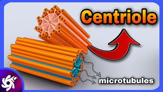 centriole in 3 Minutes  structure and function [upl. by Lucius]