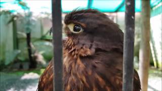 New Zealand falcon call slowed down [upl. by Alfi]