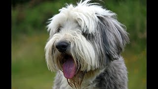 Bearded Collie Pros and Cons of Owning a Bearded Collie  Bearded Collie Size and Weight [upl. by Richy284]