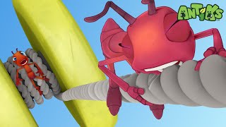 YoYo  Antiks 🐜  Funny Cartoons for Kids [upl. by Enilada]