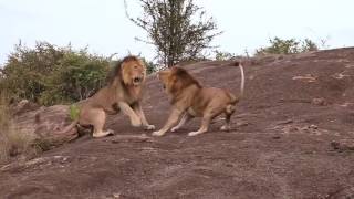 Lion Fight  Masai Mara 2015 [upl. by Etra]