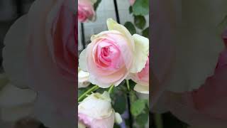 막 피어나는 사춘기 소녀처럼 청초한 에덴 85 장미 Pierre de Ronsard Climbing RoseEden Rose 85 2024 [upl. by Nonnaer532]