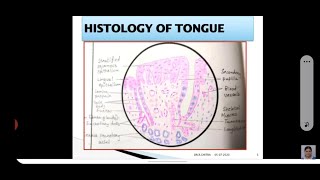 HISTOLOGY OF TONGUE [upl. by Amal]