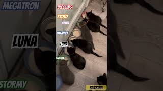 Kittens Drinking KMR Step2 kitten treats cuteanimals cat cute cutepets catlover [upl. by Burney]