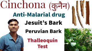 CINCHONA OFFICINALIS  THALLEOQUIN TEST  ANTIMALARIAL DRUG  JESUITS BARK  KUNAIN [upl. by Sivad]